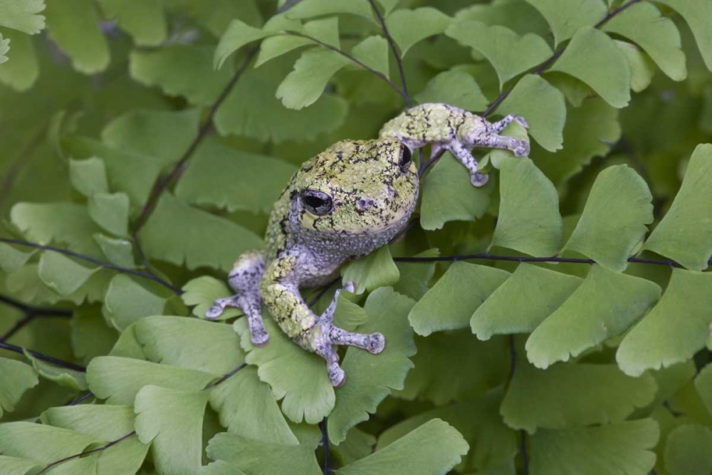 Art Print: Canada, Quebec, Gray tree frog on maidenhair fern