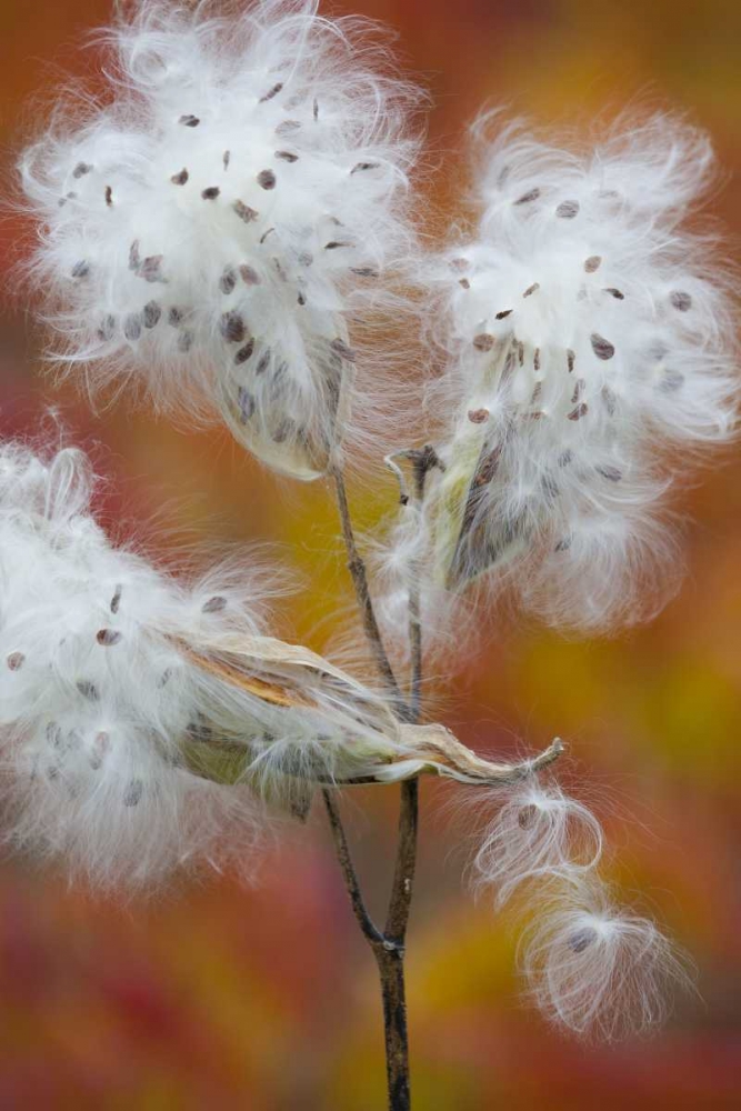 Art Print: Canada, Quebec, Milkweed releasing seeds