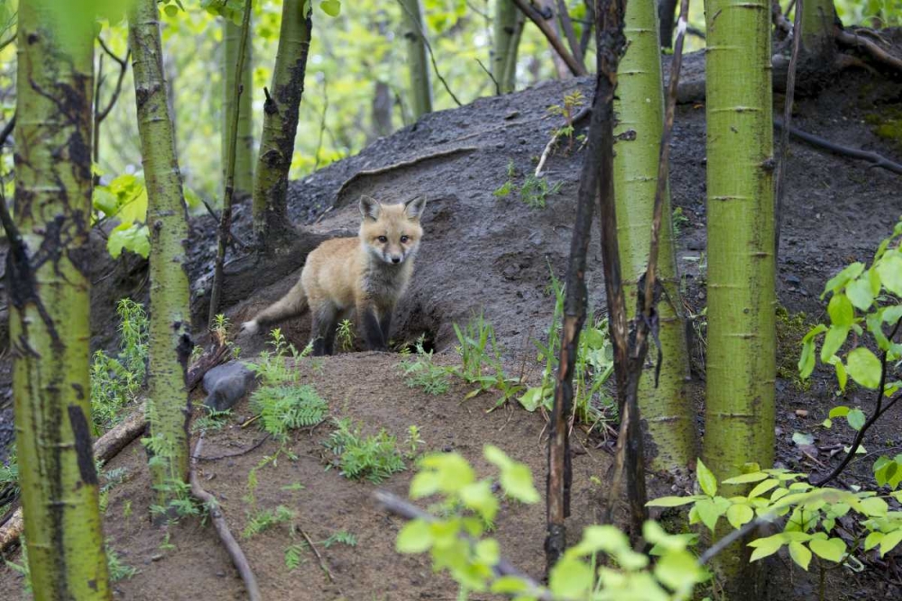 Art Print: Canada, Mt St-Bruno Park Red fox kit at den site