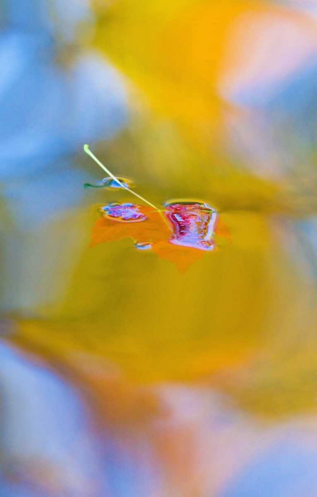Art Print: Canada, Quebec, Red maple leaf on autumn pool