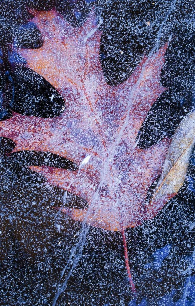 Art Print: Canada, Quebec, Red oak leaf under lake ice