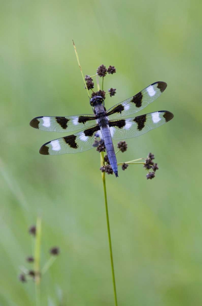 Art Print: Canada, Quebec, Twelve-spot skimmer