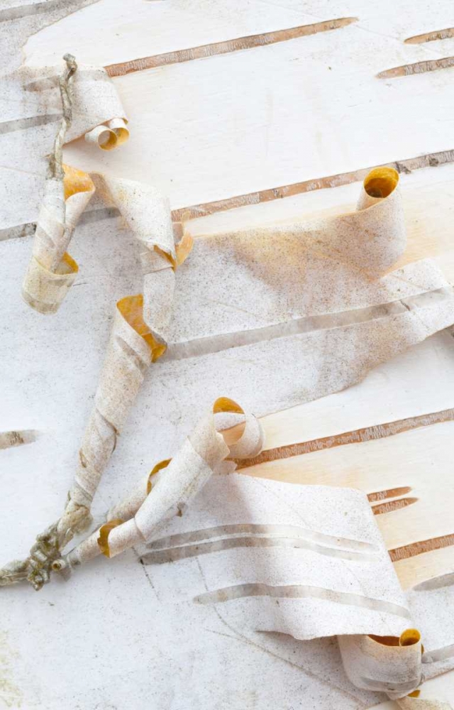 Art Print: Canada, Mt St-Bruno Park White birch bark detail