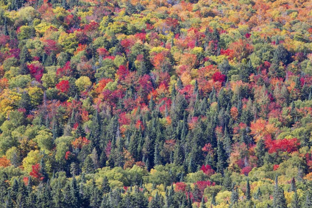Art Print: Canada, Mount Tremblant NP Forest in fall