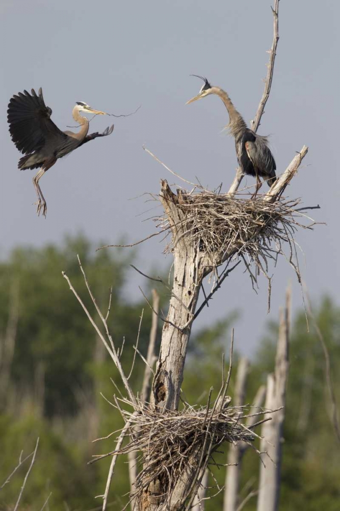Art Print: Canada, Quebec Great blue herons at their nest