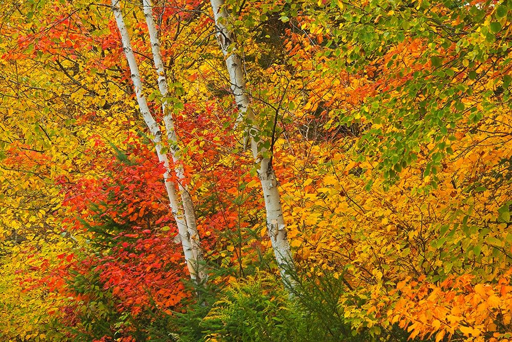 Art Print: Canada-Quebec-La Mauricie National Park Autumn forest colors