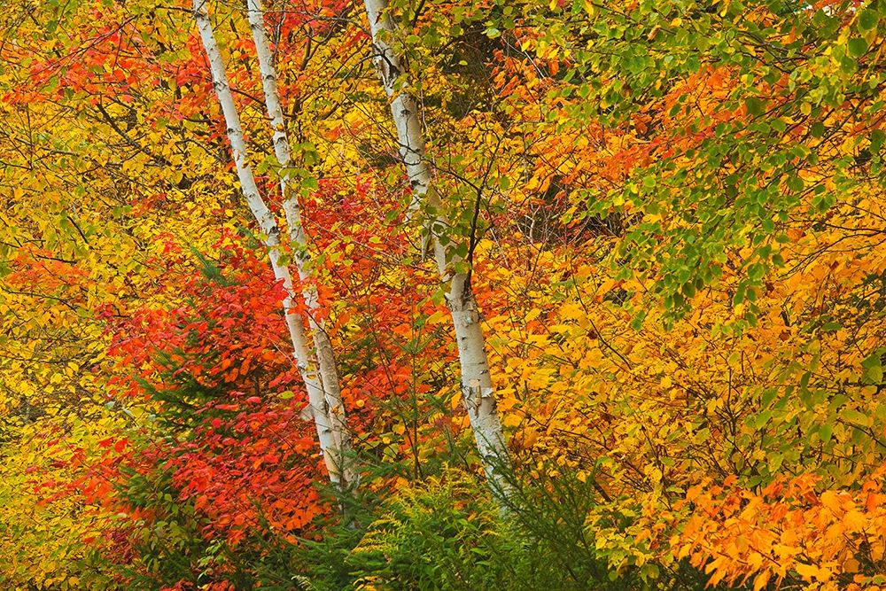 Wall Art Painting id:400087, Name: Canada-Quebec-La Mauricie National Park Autumn forest colors, Artist: Jaynes Gallery