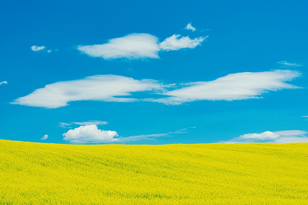 Art Print: Canada-Quebec-Duhamel. Yellow canola crop.