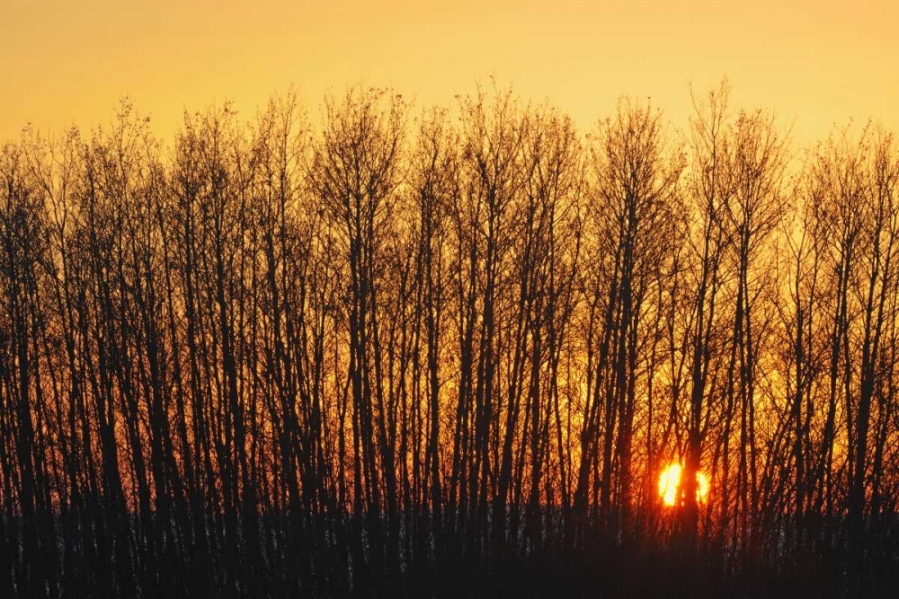 Art Print: Canada, Melfort Aspen trees at sunset