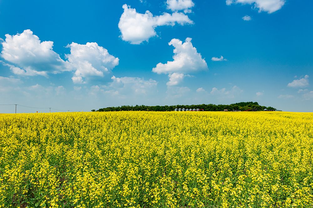 Art Print: Canada-Saskatchewan-Foam Lake. Field of yellow canola crop on farm.
