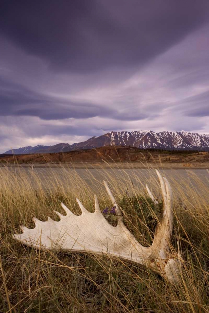 Art Print: Canada, BC, Yukon, Moose antler and landscape