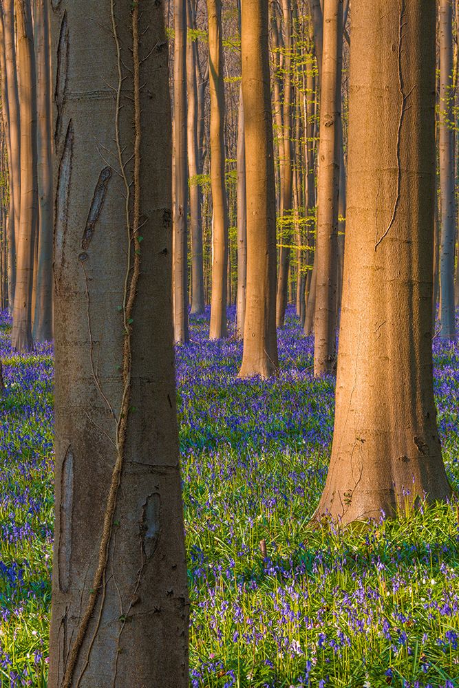 Art Print: Europe-Belgium-Hallerbos forest with blooming bluebells