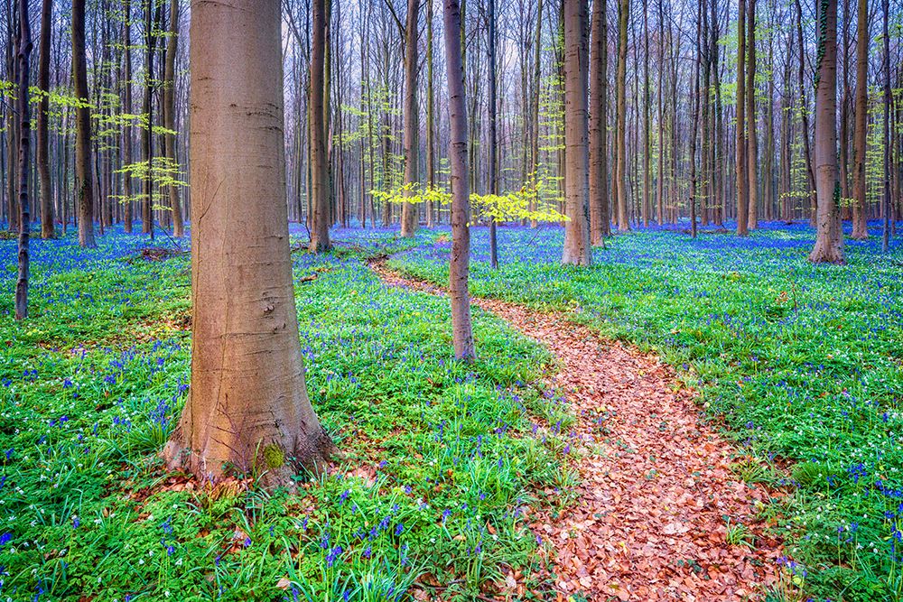 Art Print: Europe-Belgium-Hallerbos forest with blooming bluebells