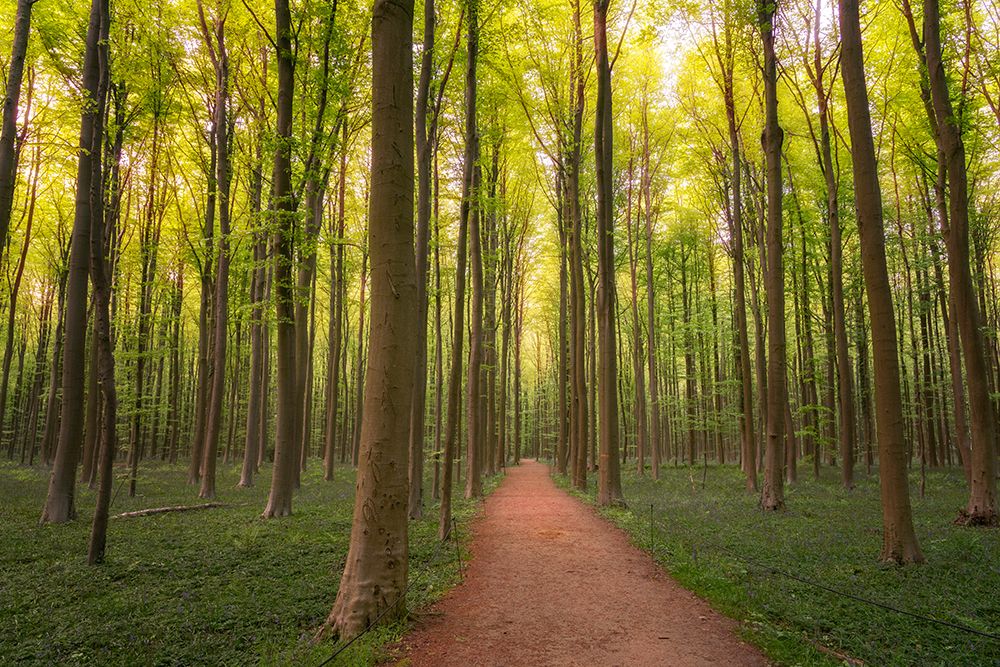 Art Print: Europe-Belgium-Path in Hallerbos forest