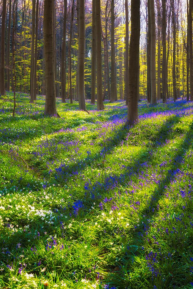 Art Print: Europe-Belgium-Hallerbos forest with blooming bluebells
