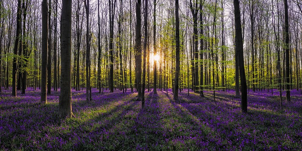 Art Print: Europe-Belgium-Sunrise on Hallerbos forest with blooming bluebells
