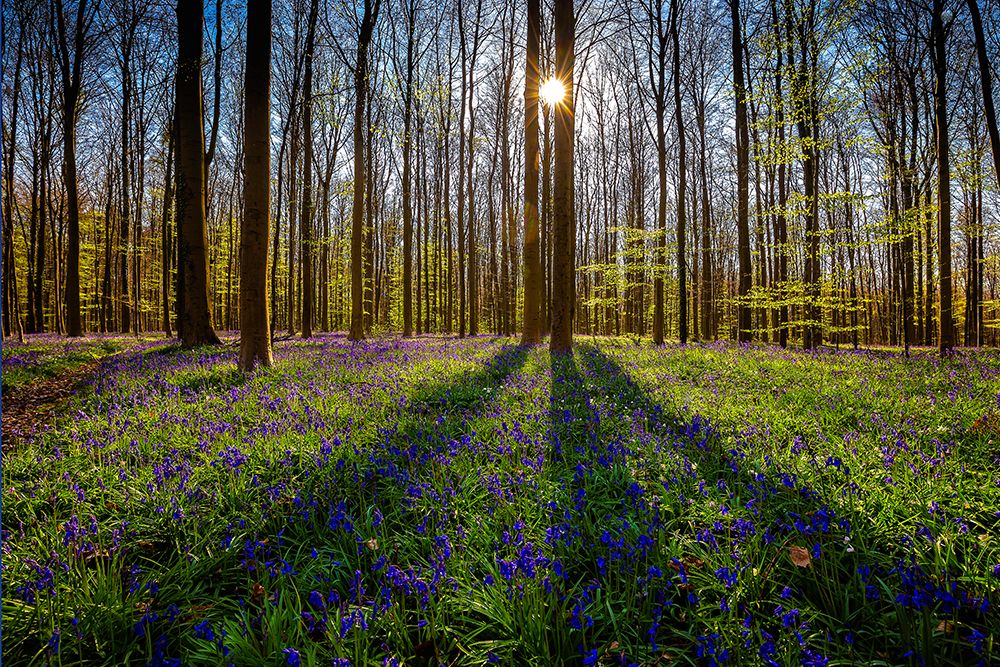 Art Print: Europe-Belgium-Hallerbos forest with blooming bluebells