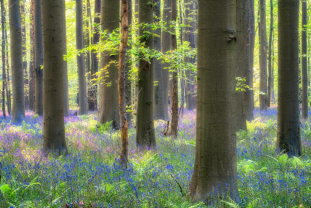 Art Print: Europe-Belgium-Hallerbos forest with blooming bluebells