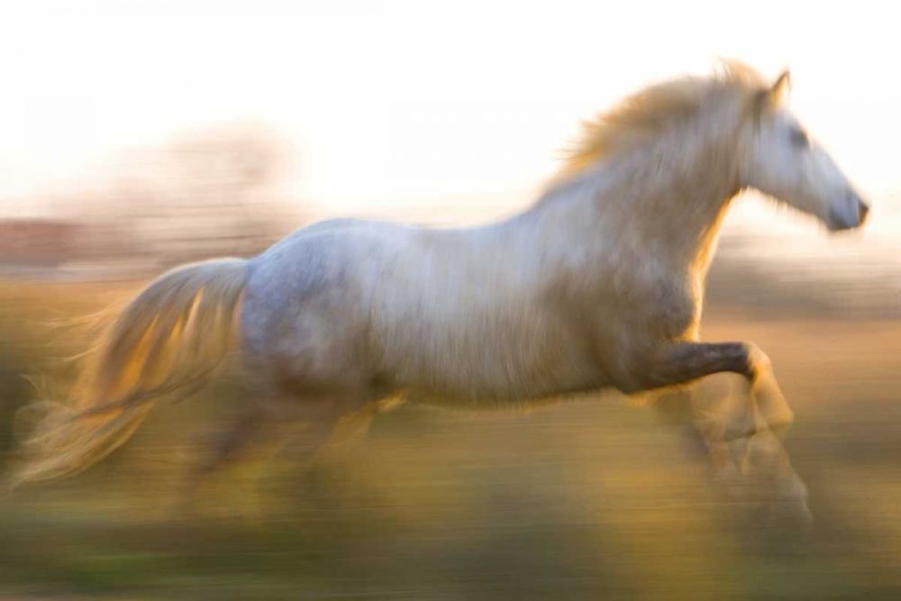 Art Print: France, Provence White Camargue horse running