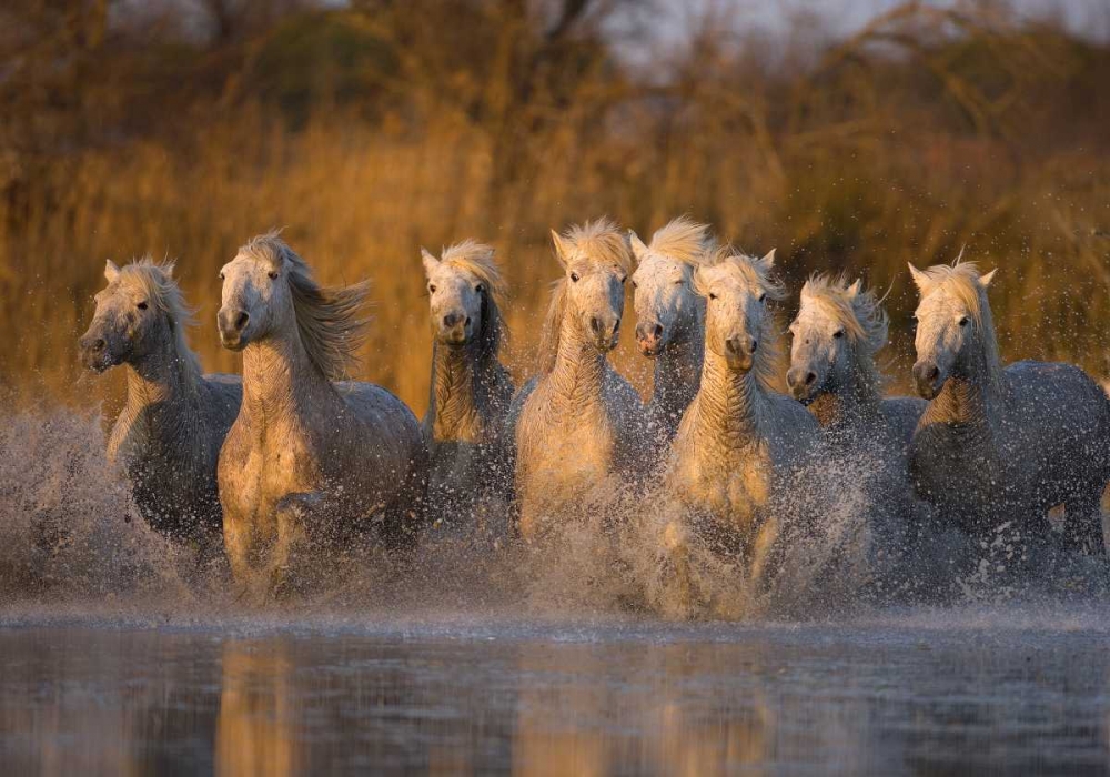 Wall art: France, Provence White Camargue horses running, by Zuckerman, Jim