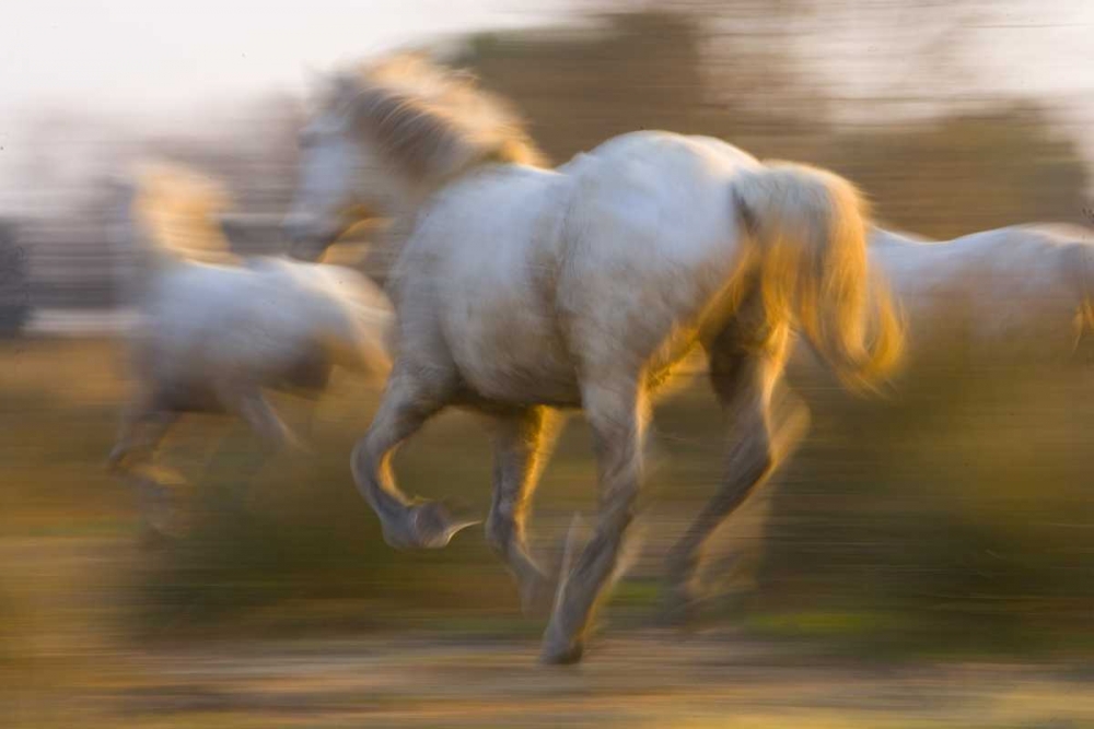 Art Print: France, Provence White Camargue horses running