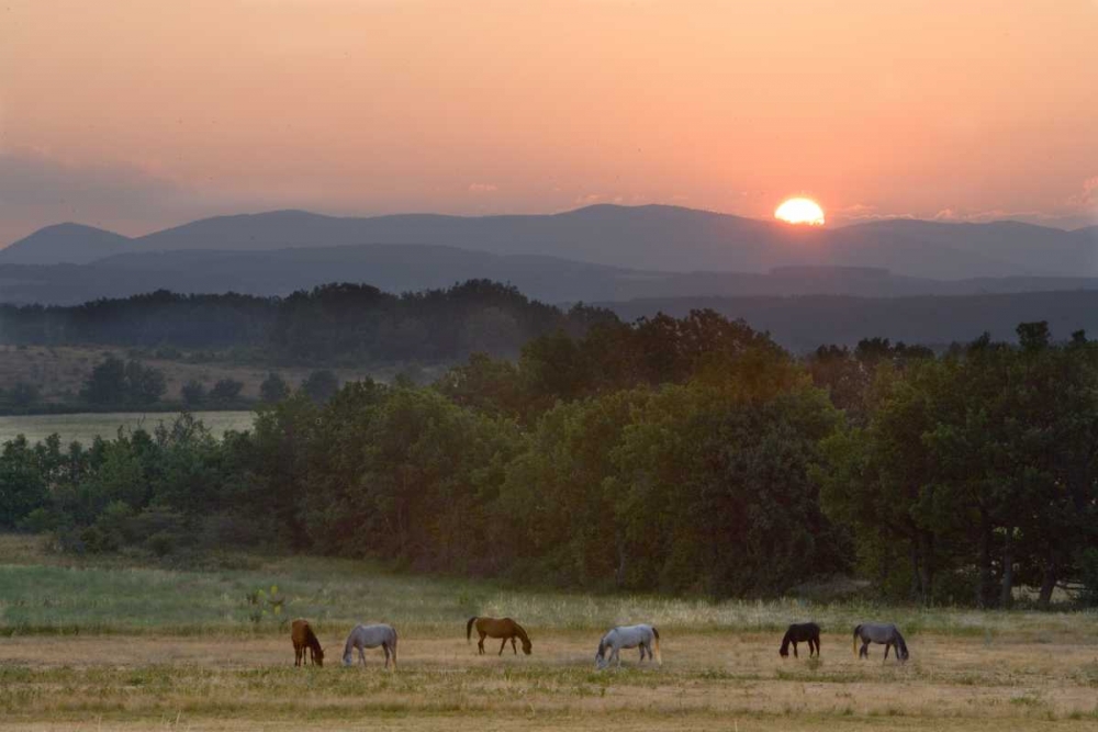 Art Print: France, Provence region Horses graze at sunrise