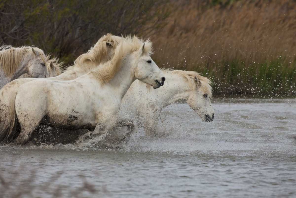 Art Print: France, Provence White Camargue horses running