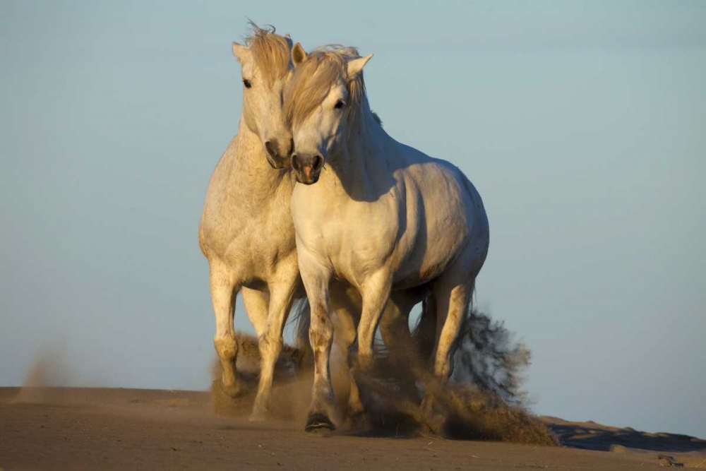 Art Print: France, Provence Two white Camargue horses