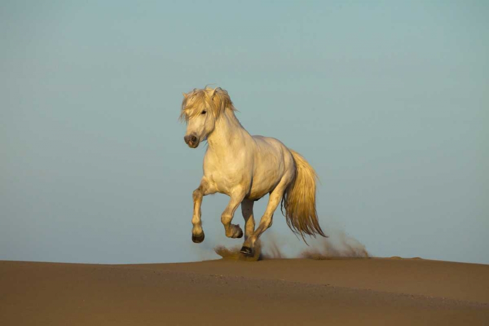 Art Print: France, Provence Camargue horse running in sand