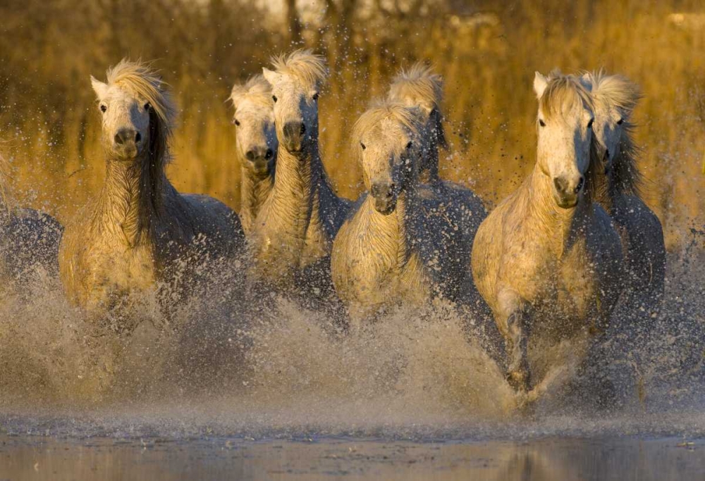 Art Print: France, Provence White Camargue horses running