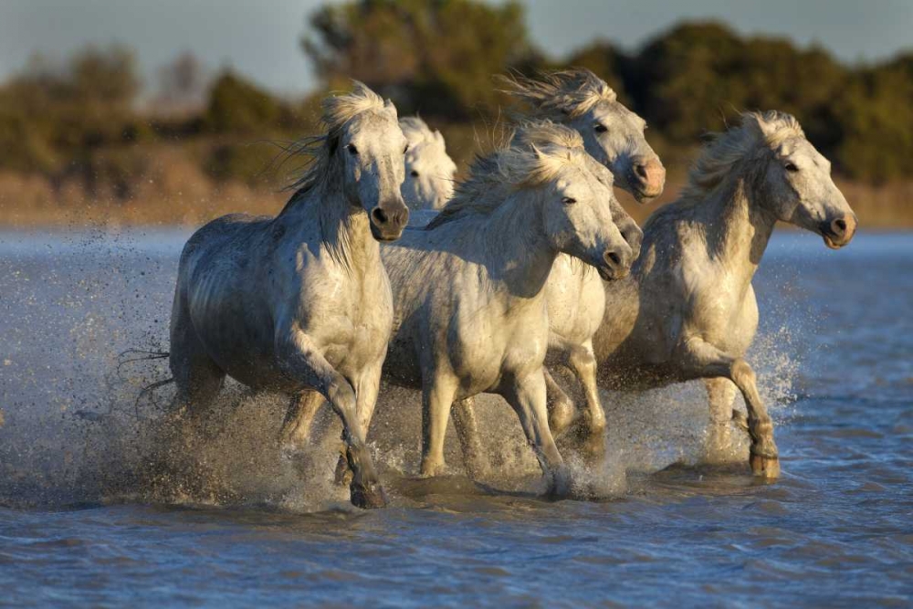 Art Print: France, Provence White Camargue horses running