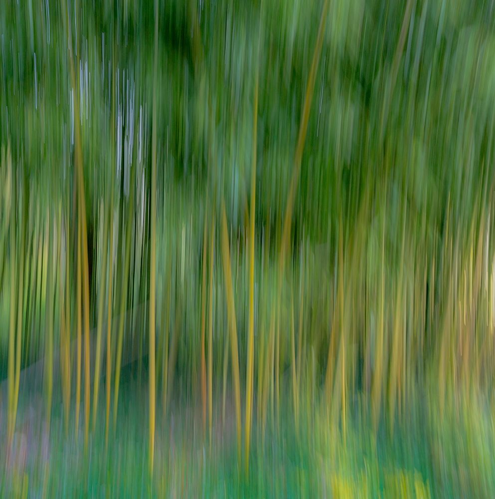 Art Print: France-Giverny Abstract of bamboo forest in Monets Garden 