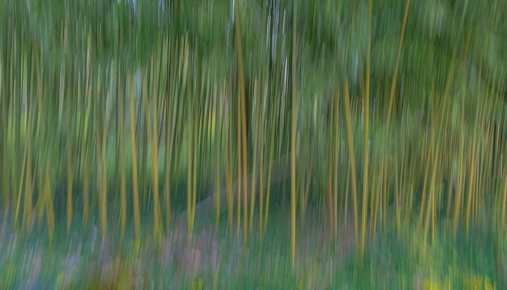 Art Print: France-Giverny Abstract of bamboo forest in Monets Garden 