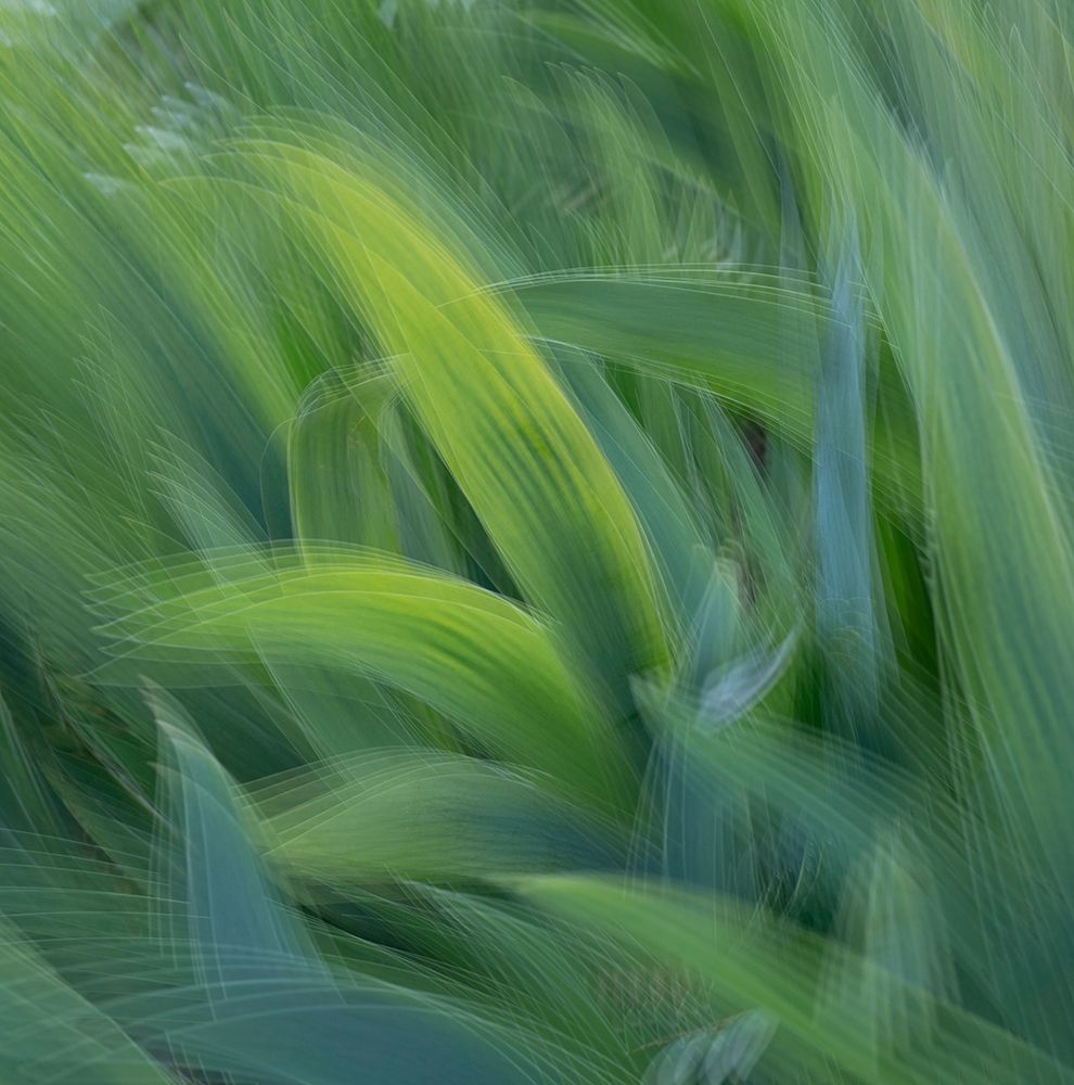 Art Print: France-Giverny Abstract of green leaves 