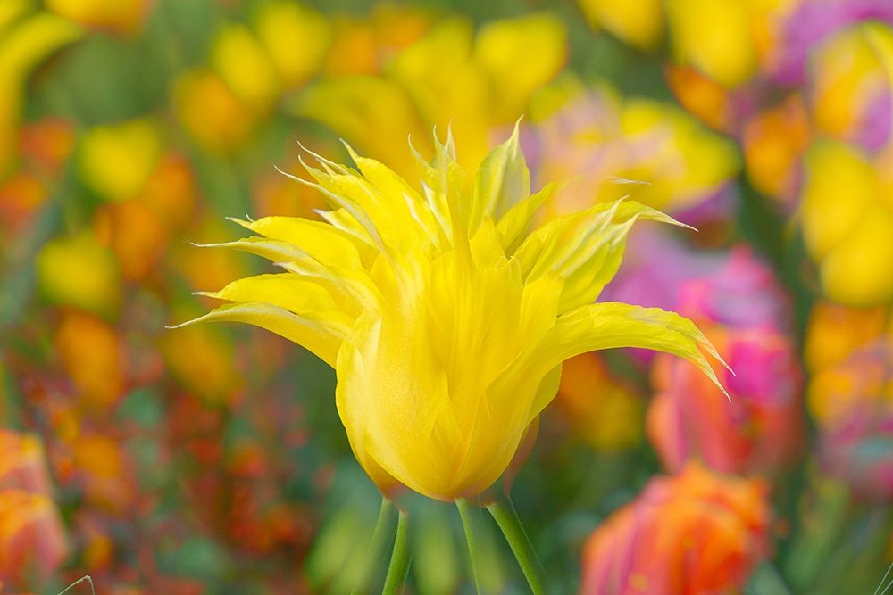 Art Print: France-Giverny Impression of flowers in Monets Garden 