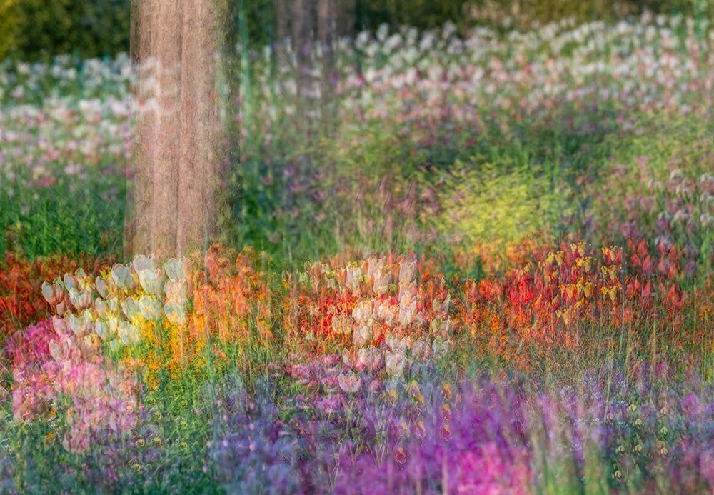 Art Print: France-Giverny Impression of flowers in Monets Garden 