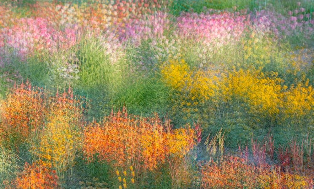 Art Print: France-Giverny Impression of flowers in Monets Garden 