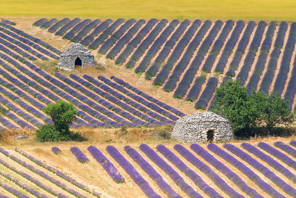 Art Print: Europe-France-Provence-Lavender field and stone huts in Sault Plateau