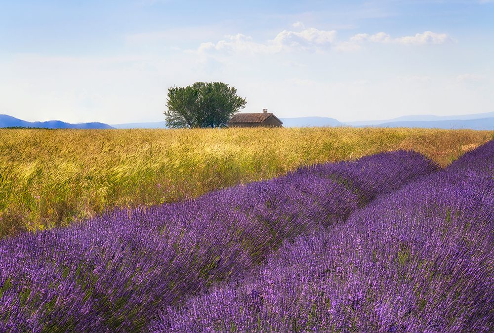 Art Print: Europe-France-Provence-Valensole Plateau-Lavender and wheat crops with tree and house