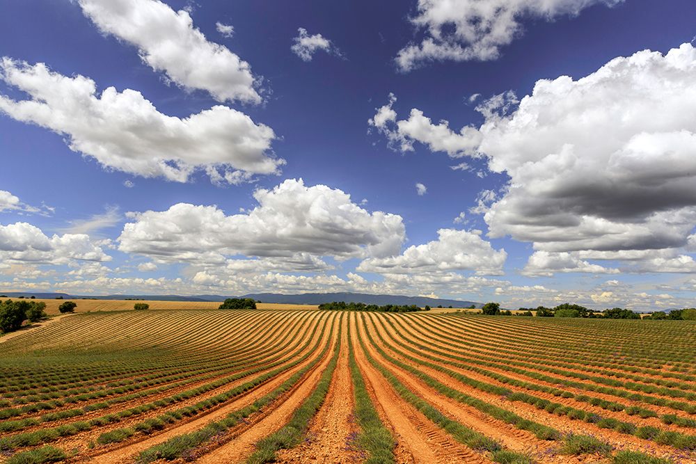 Art Print: Europe-France-Provence-Valensole Plateau-Harvested lavender fields
