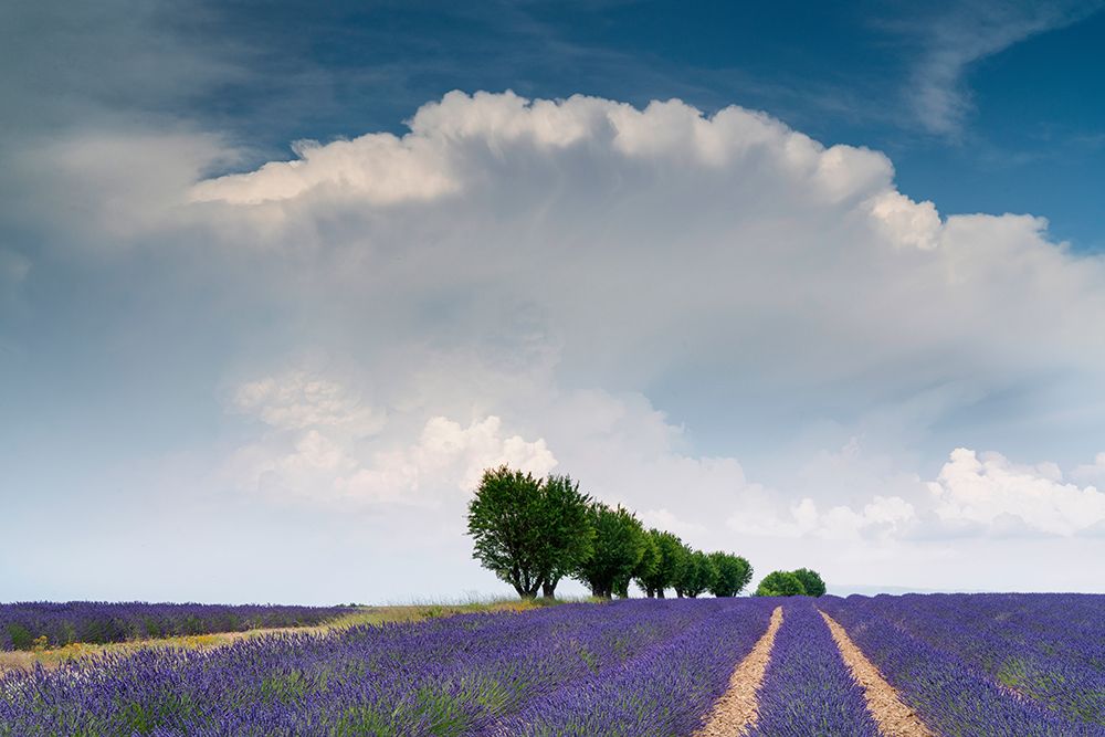 Art Print: Europe-France-Provence-Valensole Plateau-Clouds over rows of lavender and trees