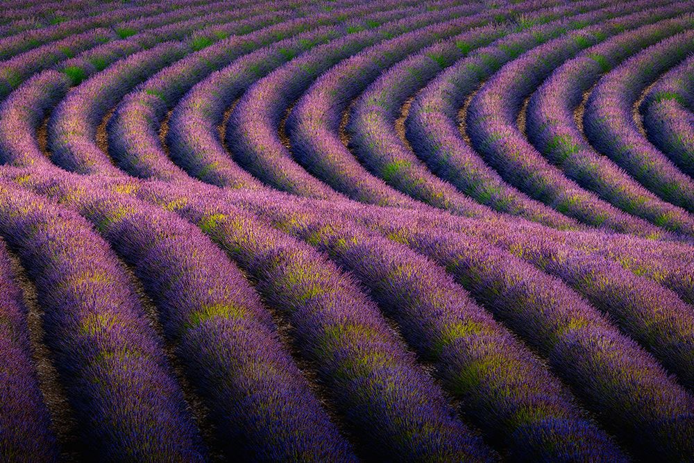 Art Print: Europe-France-Provence-Valensole Plateau-Rows of ripe lavender