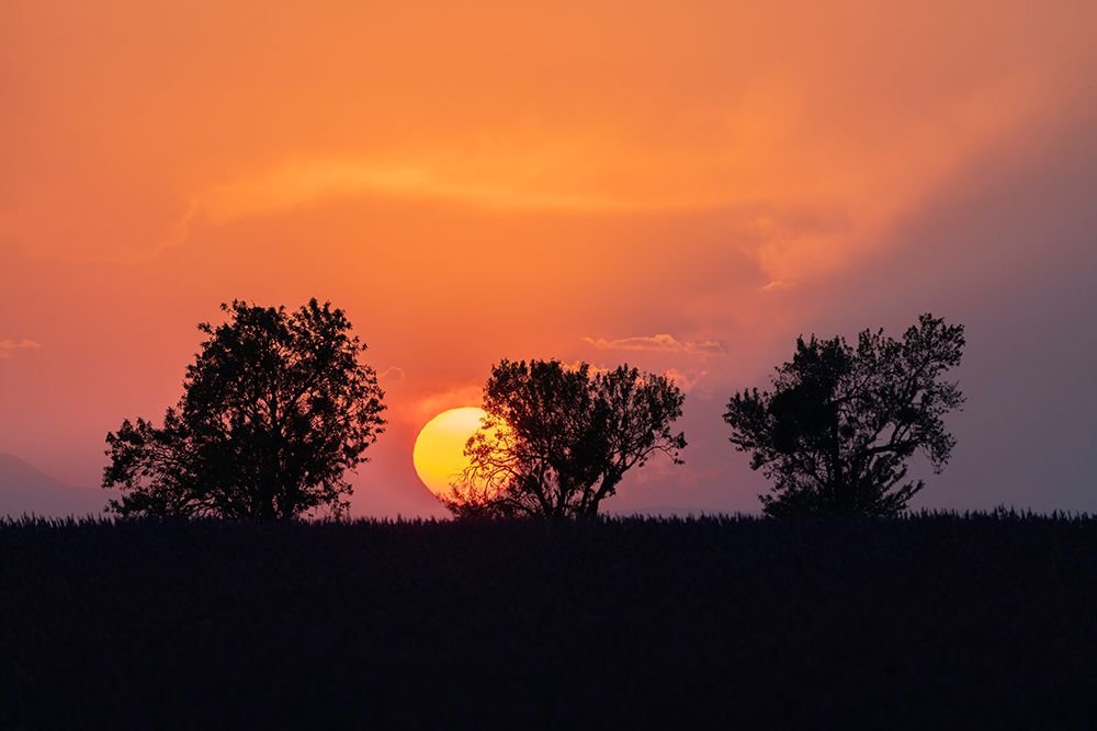 Art Print: Europe-France-Provence-Sunset and tree silhouettes on Valensole Plateau
