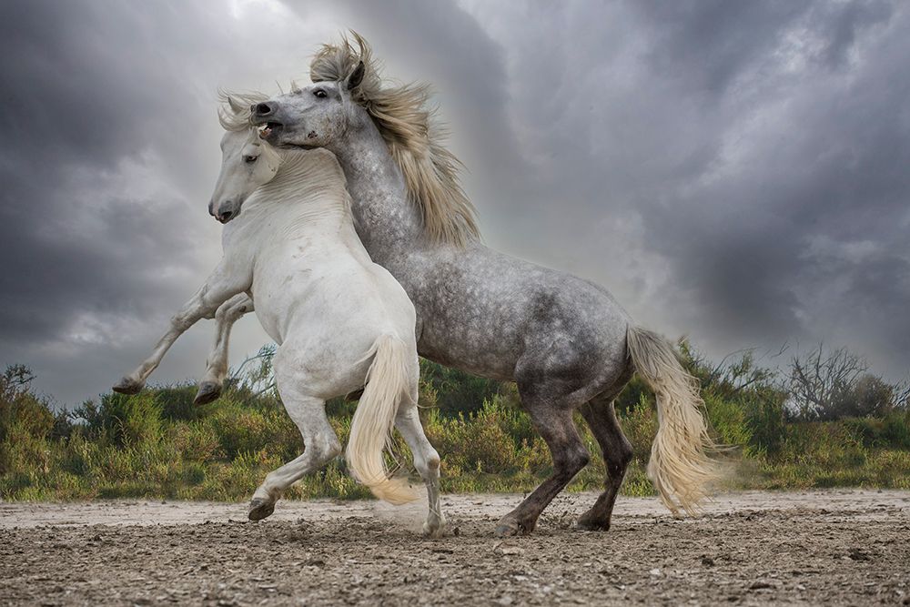 Art Print: Europe-France White and gray stallions of the Camargue region fighting