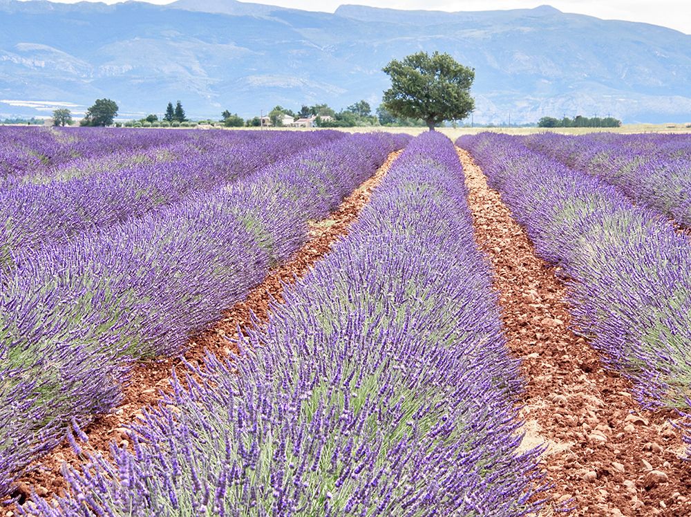 Wall Art Painting id:752522, Name: France, Provence. Lavender fields with lone tree, Artist: Eggers, Terry