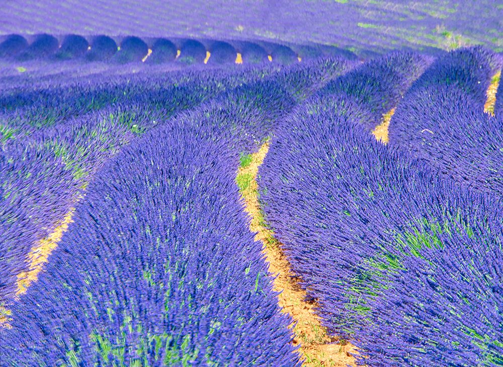 Wall Art Painting id:752527, Name: France, Provence. S-Cure pattern in the lavender, Artist: Eggers, Terry