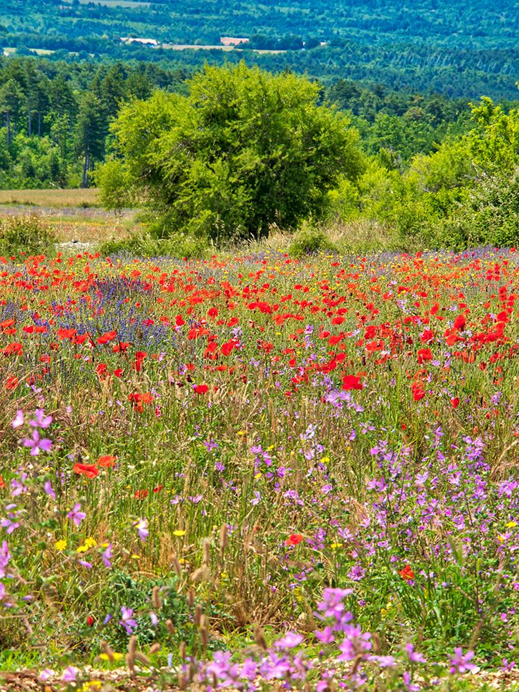 Wall Art Painting id:752532, Name: France, Provence, Sault, Lone tree and poppies, Artist: Eggers, Terry