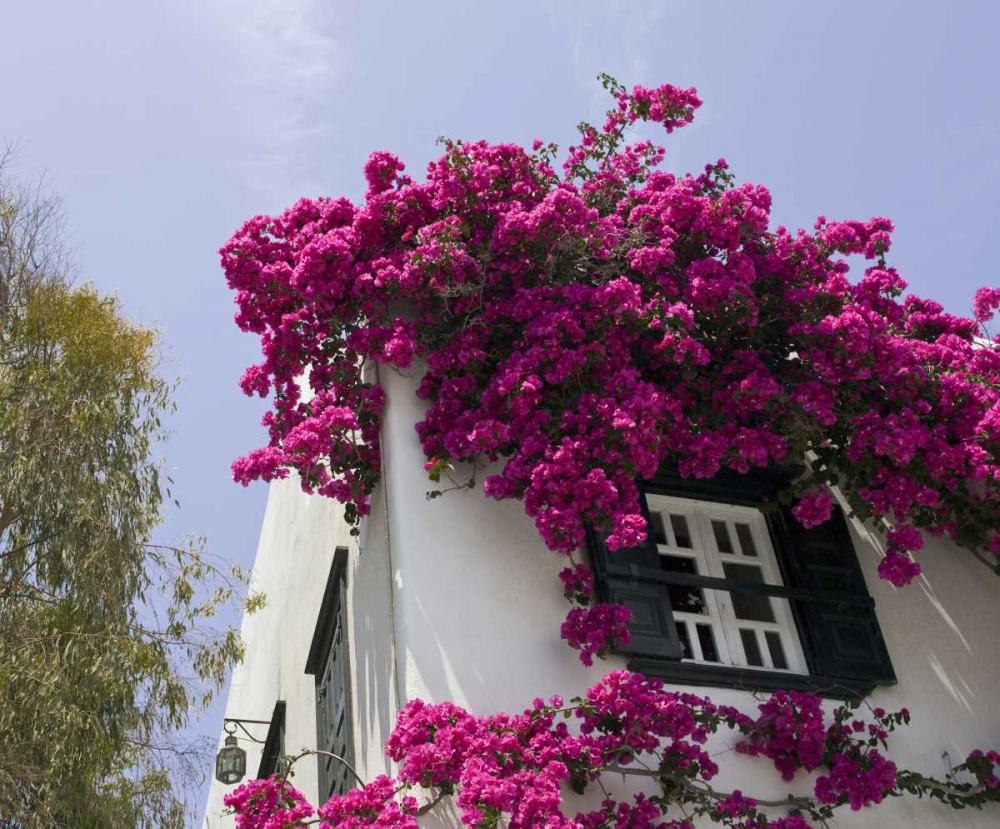 Art Print: Greece, Mykonos, Hora Bougainvillea flowers