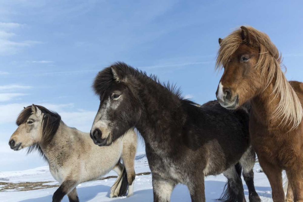 Art Print: Iceland Icelandic horses