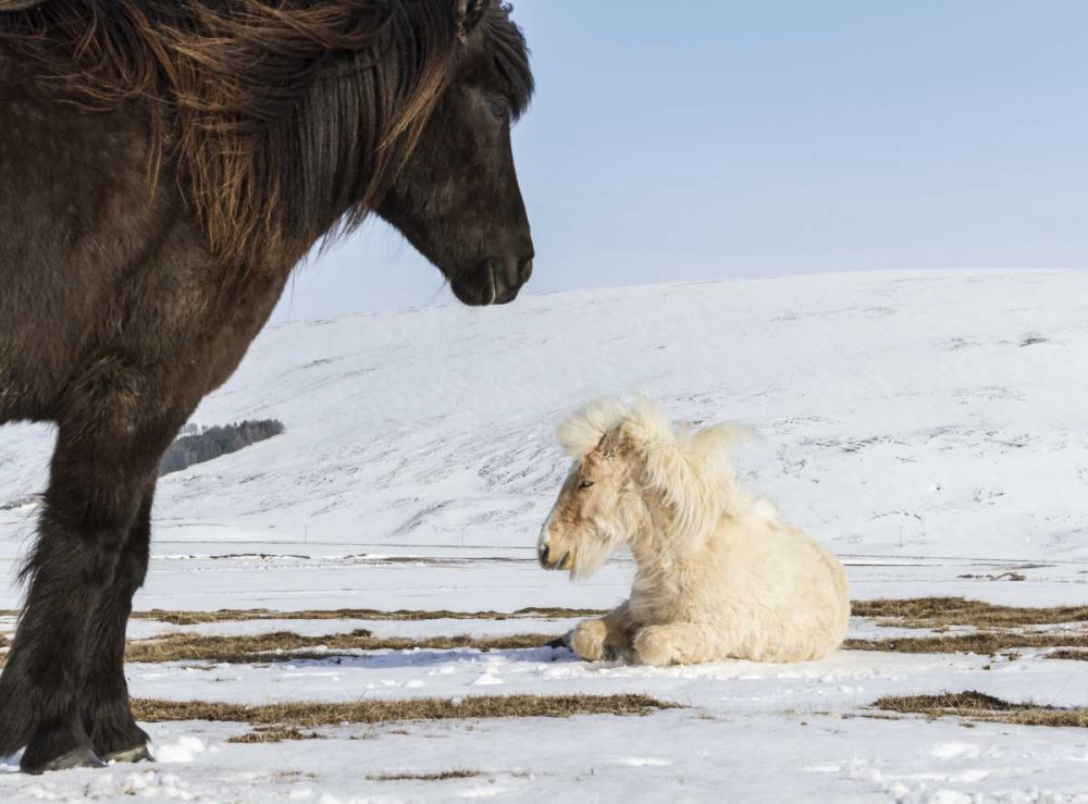 Art Print: Iceland Icelandic horses